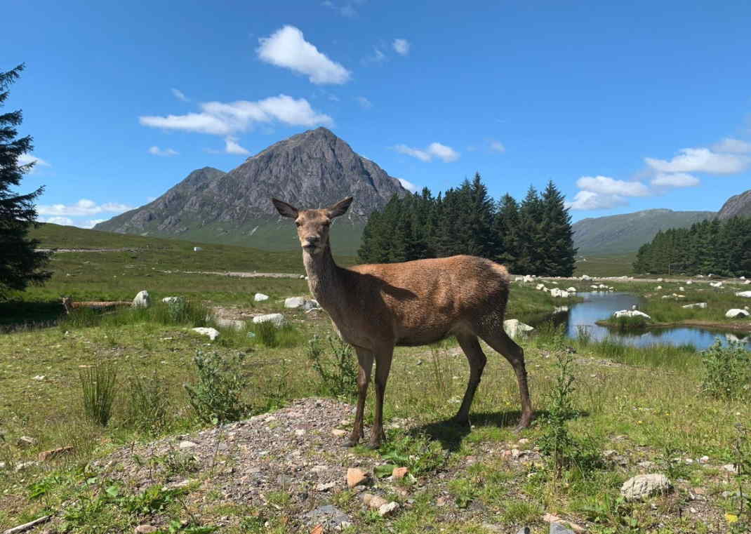 Buachaille Etive Mòr.jpg